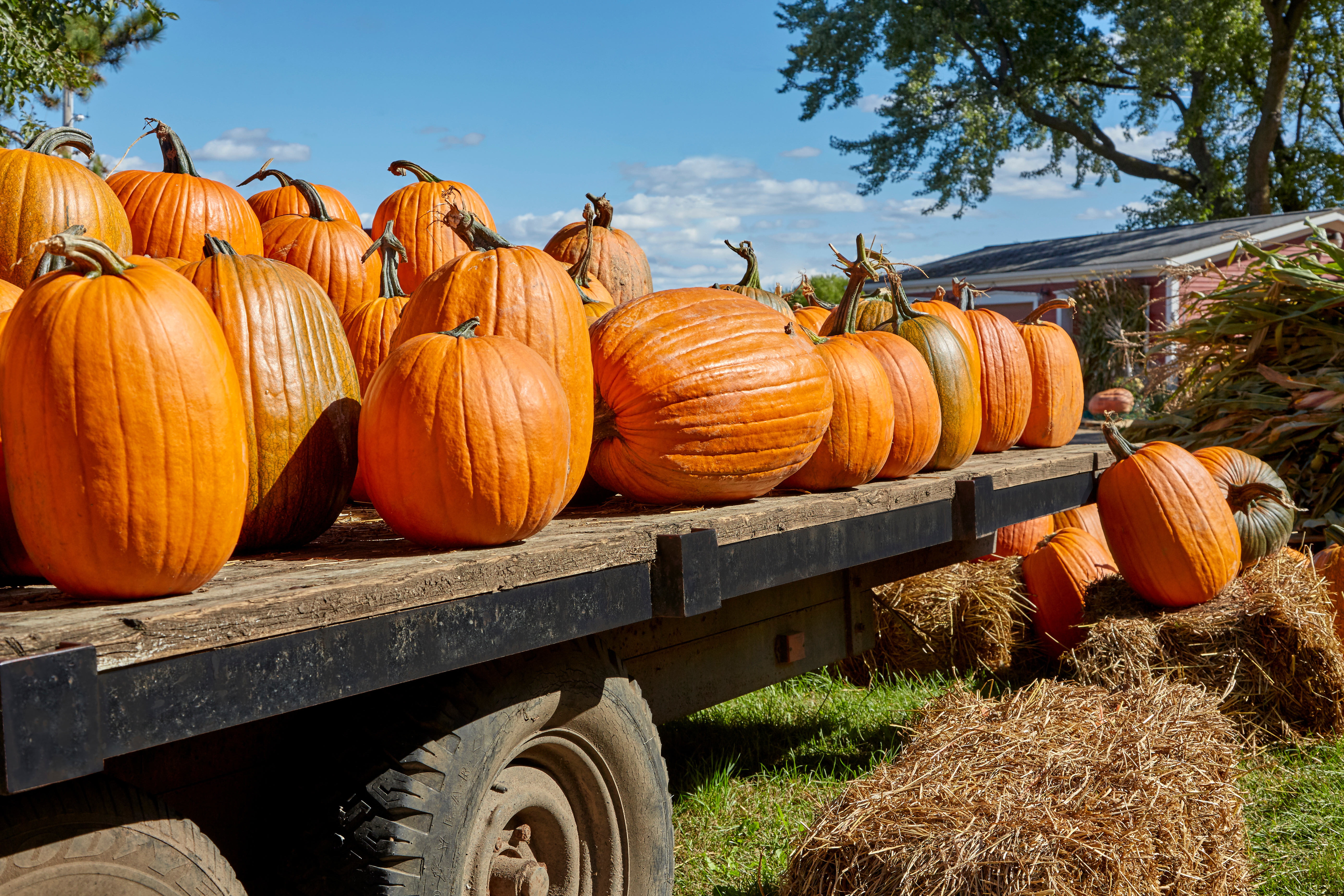 Leaf it to Castle Hills for all the fall fun!