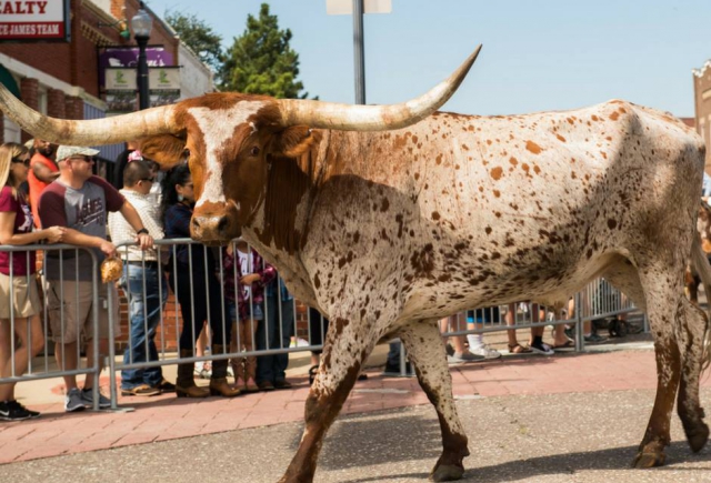 CASTLE HILLS RETURNS AS WESTERN DAYS SPONSOR…YEE-HAW!!!