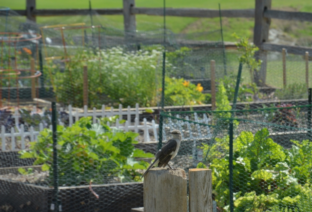 Celebrate National Gardening Day in Castle Hills