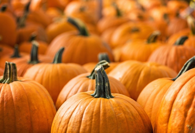 FALL FUN IN CASTLE HILLS: FALL FESTIVAL REMINDER